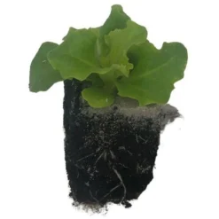 6 Plants Batavia Blonde Florine Motte 4cm -Flore Riche Soldes Magasin 91733014 2