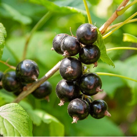 Plant Cassissier Andega Premium Pot 2L 3 Plant Cassissier Andega Premium Pot 2L