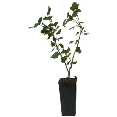 Plant Cassissier Andega Premium Pot 2L 4 Plant Cassissier Andega Premium Pot 2L – Image 2