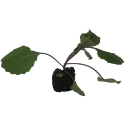 3 Plants Choux Rouge Fuego F1 Motte 7 Cm -Flore Riche Soldes Magasin 91733034 2