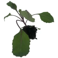 3 Plants Choux Rouge Fuego F1 Motte 7 Cm -Flore Riche Soldes Magasin 91733034 3