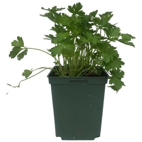 Plant Persil Plat Parfumé En Pot 1,5L 4 Plant Persil Plat Parfumé En Pot 1,5L – Image 2