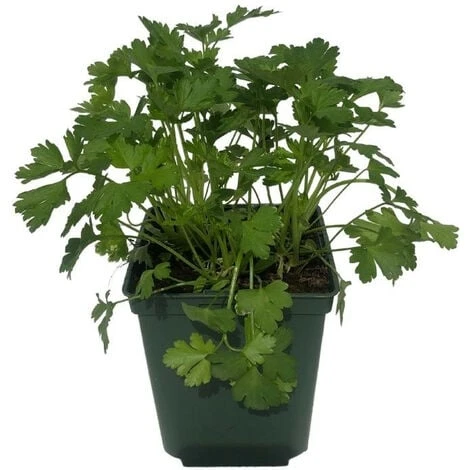 Plant Persil Plat Parfumé En Pot 1,5L 5 Plant Persil Plat Parfumé En Pot 1,5L – Image 3