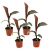 Ensete Ventricosum Maurelli - Set De 4 - Bananiers - Pot 9cm - Hauteur 20-30cm -Flore Riche Soldes Magasin 91819523 1