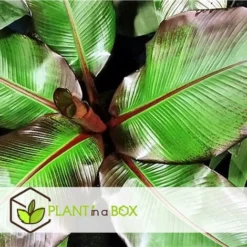 Ensete Ventricosum Maurelli - Set De 4 - Bananiers - Pot 9cm - Hauteur 20-30cm -Flore Riche Soldes Magasin 91819523 3