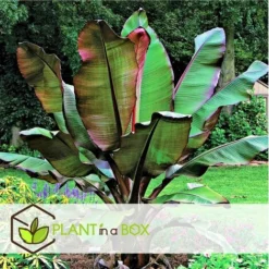 Ensete Ventricosum Maurelli - Set De 4 - Bananiers - Pot 9cm - Hauteur 20-30cm -Flore Riche Soldes Magasin 91819523 4