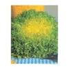 CHICOREE FRISEE FINE MARAICHERE ETOILE - 3 G -Flore Riche Soldes Magasin 92112196 1