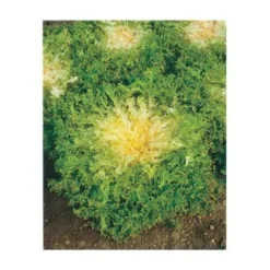 CHICOREE FRISEE DE MEAUX - 3 G