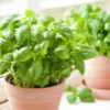 Plant Basilic Grand Vert En Pot 1,5L 2 Plant Basilic Grand Vert En Pot 1,5L -Flore Riche Soldes Magasin 92919870 1