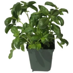Plant Basilic Grand Vert En Pot 1,5L -Flore Riche Soldes Magasin 92919870 2