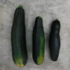 Plant Courgette Tarmino F1 Maraîcher Pot -Flore Riche Soldes Magasin 92919899 1