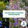 Collection 3 Plantes Aromatiques - Godet - Taille 20/40cm 2 Collection 3 Plantes Aromatiques - Godet - Taille 20/40cm -Flore Riche Soldes Magasin 9344188 1