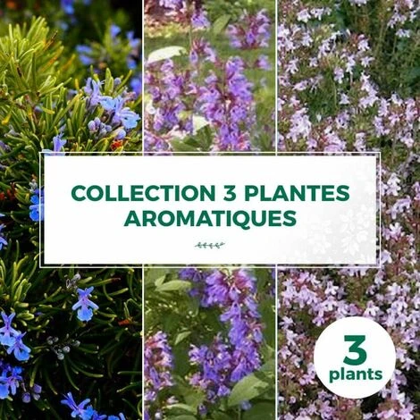 Collection 3 Plantes Aromatiques - Godet - Taille 20/40cm 3 Collection 3 Plantes Aromatiques - Godet - Taille 20/40cm
