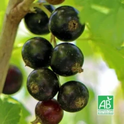 Cassissier 'Noir De Bourgogne' BIO - Godet 9cm - Taille 20/40cm -Flore Riche Soldes Magasin 9374572 2