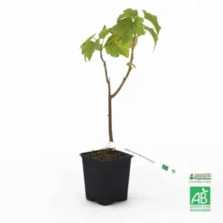 Cassissier 'Noir De Bourgogne' BIO - Godet 9cm - Taille 20/40cm -Flore Riche Soldes Magasin 9374572 3