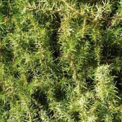 Genévrier Oxycèdre (Juniperus Oxycedrus) - Godet - Taille 13/25cm
