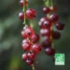 Groseillier à Grappes Rouges 'Rovada' BIO - Godet 9cm -Flore Riche Soldes Magasin 9385040 1