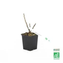 Groseillier à Grappes Rouges 'Rovada' BIO - Godet 9cm -Flore Riche Soldes Magasin 9385040 3