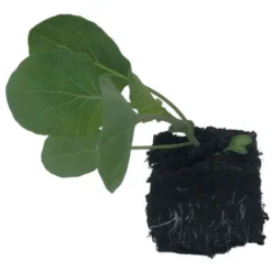 3 Plants Choux Bruxelles Bright F1 5 3 Plants Choux Bruxelles Bright F1 -Flore Riche Soldes Magasin 94092335 2