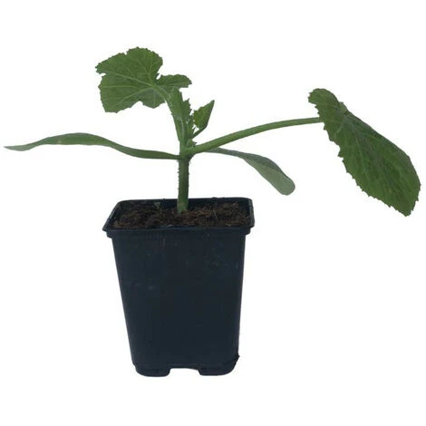 3 Plants Courgette Astia F1 En Pot 4 3 Plants Courgette Astia F1 En Pot – Image 2