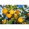 CITRON CITRUS LIMON DANS UN VASE DÉCORÉ 22CM -Flore Riche Soldes Magasin 95150321 1