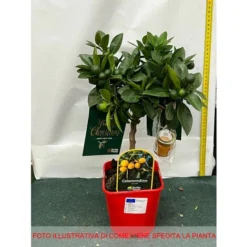 MANDARINE NAIN CALAMONDINO DANS UN VASE DE 15CM -Flore Riche Soldes Magasin 95151257 3