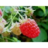 HÉRITAGE FRAMBOISE ROUGE (1 PLANTE) -Flore Riche Soldes Magasin 95151273 1