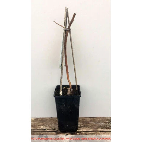 HÉRITAGE FRAMBOISE ROUGE (1 PLANTE) 4 HÉRITAGE FRAMBOISE ROUGE (1 PLANTE) – Image 2