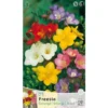 FREESIA SINGLE MIX (PACK DE 25 AMPOULES)
