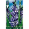 GLAÏEAUX À GRANDES FLEURS BLUE ISLE (LOT DE 10 BULBES) 2 GLAÏEAUX À GRANDES FLEURS BLUE ISLE (LOT DE 10 BULBES) -Flore Riche Soldes Magasin 95152767 1