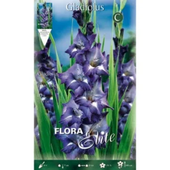 GLAÏEAUX À GRANDES FLEURS BLUE ISLE (LOT DE 10 BULBES)
