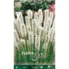 LIATRIS SPICATA BLANC (LOT DE 5 AMPOULES) -Flore Riche Soldes Magasin 95152783 1