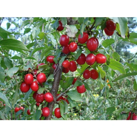 CORNEL CORNUS MAS (1 PLANTE) 3 CORNEL CORNUS MAS (1 PLANTE)