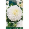 Dahlia Decorative Polar Ice (paquet De 1 Ampoule) -Flore Riche Soldes Magasin 95155110 1