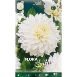 Dahlia Decorative Polar Ice (paquet De 1 Ampoule)