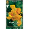 CANNE À FEUILLES VERTES EN AVANT (LOT DE 1 BULBE) -Flore Riche Soldes Magasin 95155671 1