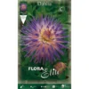 DAHLIA CACTUS VERITABLE (LOT DE 1 BULBE) -Flore Riche Soldes Magasin 95155682 1