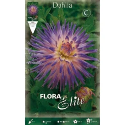 DAHLIA CACTUS VERITABLE (LOT DE 1 BULBE)