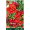 FREESIA DOUBLE ROUGE (LOT DE 10 AMPOULES) -Flore Riche Soldes Magasin 95155690 1