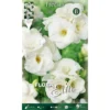 FREESIA DOUBLE BLANC (LOT DE 10 AMPOULES) -Flore Riche Soldes Magasin 95155691 1
