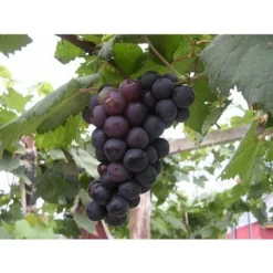 RAISIN ALPHONSE LAVALLE 'POT 2 LT