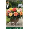 BÉGONIA SAMBA MIX (LOT DE 3 BULBES) -Flore Riche Soldes Magasin 95161136 1
