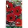 DAHLIA PIVOINE FLEURIE BISHOP OF LLANDAFF (PACK DE 1 BULBE) -Flore Riche Soldes Magasin 95161167 1