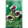 CALLA ZANTEDESCHIA PICASSO (PACK DE 1 AMPOULE) -Flore Riche Soldes Magasin 95161169 1