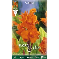 CANNE PRETORIA À FEUILLES VERTES (LOT DE 1 BULBE)