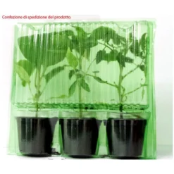 3 PLANTES EN POT Ø10CM DE PIMENT BLOND CIGARETTE -Flore Riche Soldes Magasin 95161647 2