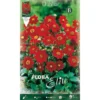 DAHLIA ROUGE TOPMIX (LOT DE 1 BULBE) -Flore Riche Soldes Magasin 95162148 1