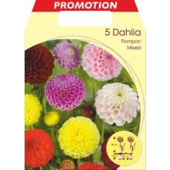 DAHLIA POMPON MIX DE COULEURS (LOT DE 5 BULBES)