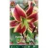 LILIUM ORIENTAL SHEHERAZADE (LOT DE 2 BULBES) -Flore Riche Soldes Magasin 95162269 1