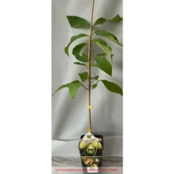 ASIMINA TRILOBA NORTHERN BANANA (1 PLANTE) 5 ASIMINA TRILOBA NORTHERN BANANA (1 PLANTE) -Flore Riche Soldes Magasin 95162373 2